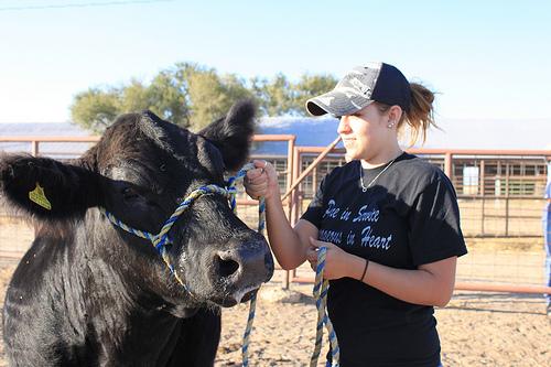 Freshman Sarah Baldridge works with her steer. Photo by Matt Lara.