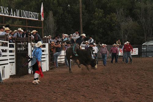The rodeo clown looks on as the rider holds on. Photo by Matt Lara.