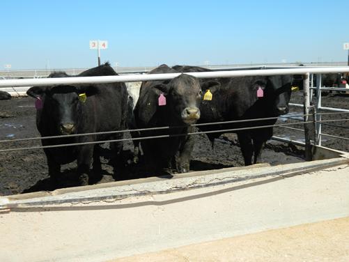 Steers line up to be fed the liquid feed. Photo by Ryan Schapp.