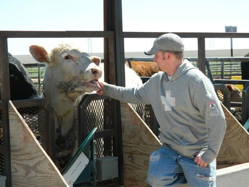 Nance Ranch Feedlot: This Week in Photos