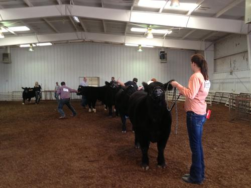 Students competing in Little International show in the cattle class. Photo by Addie Davis.