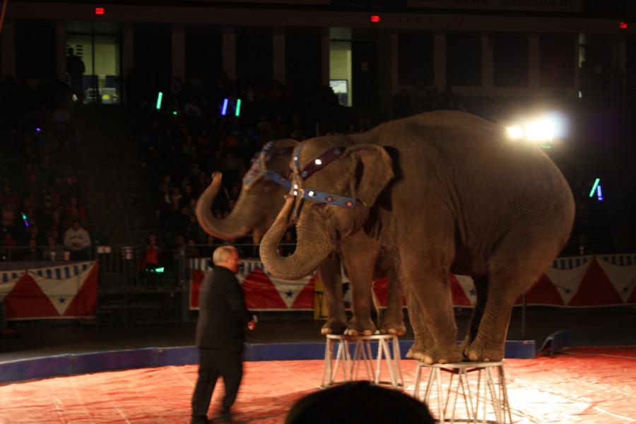 Elephants balance on stools at Circus Gatti. Photo by Megan Moore.