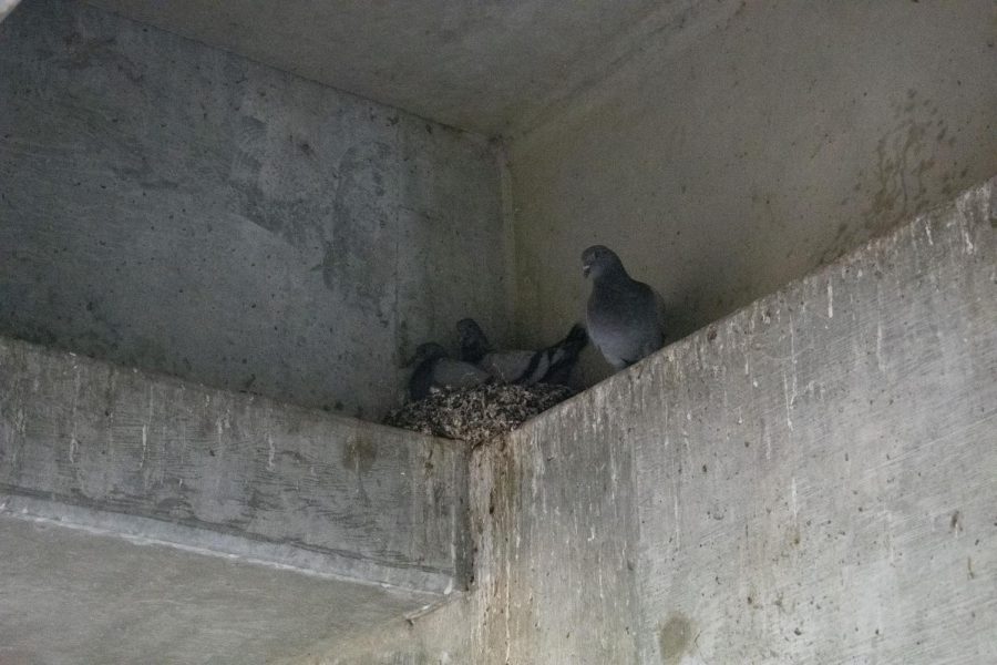 Rock Doves, exotic birds, can be found nesting near the entrance of the HELC Basement