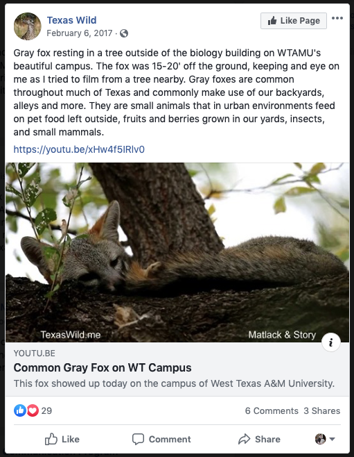 This+gray+fox+was+found+napping+in+a+tree+outside+one+of+WTAMUs+buildings+and+some+students+are+able+to+capture+this+animal+on+video+having+a+peaceful+rest.