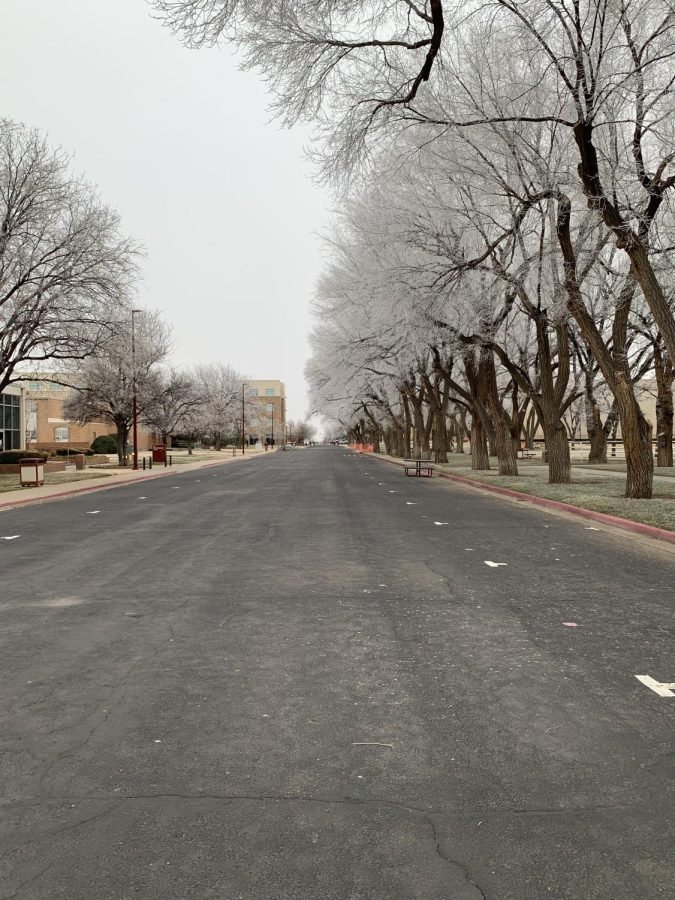 West Texas A&M University blvd. covered in winter frost. (Feb. 9, 2021)