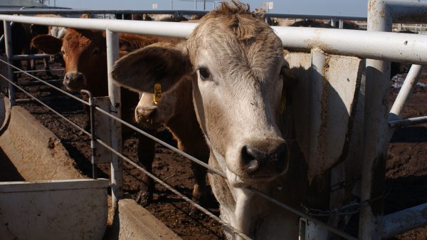 WT Scientists Taking Part in Research into Costly Cattle Liver Abscesses